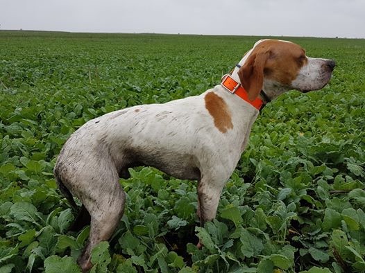 de la forêt du Melu - Winner of Czech Pointer - Setter Club Derby 24.9.2016!