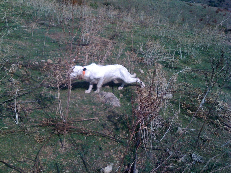 Alzu de la forêt du Melu