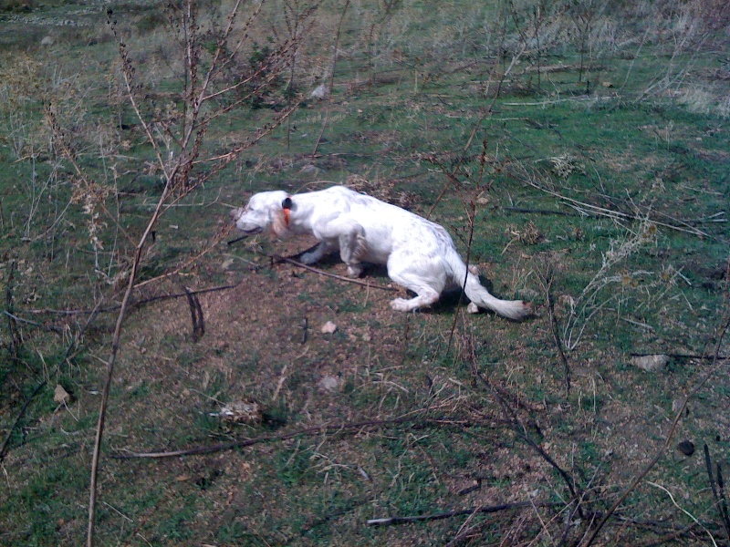 Alzu de la forêt du Melu