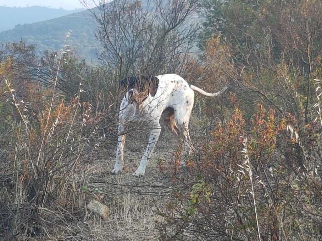 TR. Lola de la forêt du Melu