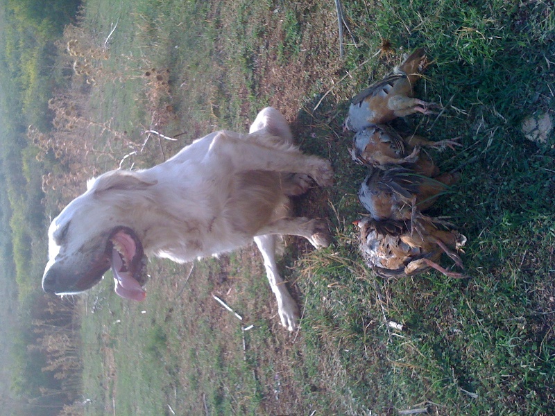 Alzu de la forêt du Melu