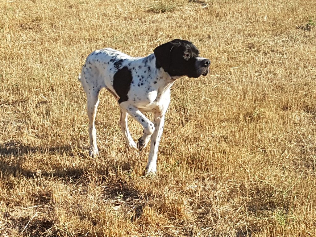 TR. Lola de la forêt du Melu