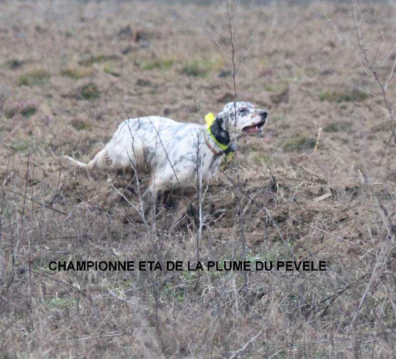 TR. CH. Eta De la plume du pevele