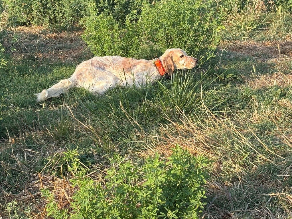 Vittoria de la forêt du Melu