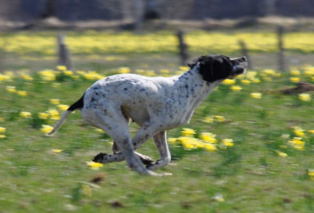 LUNA de la Foret du Melu Championne de Grande Quete