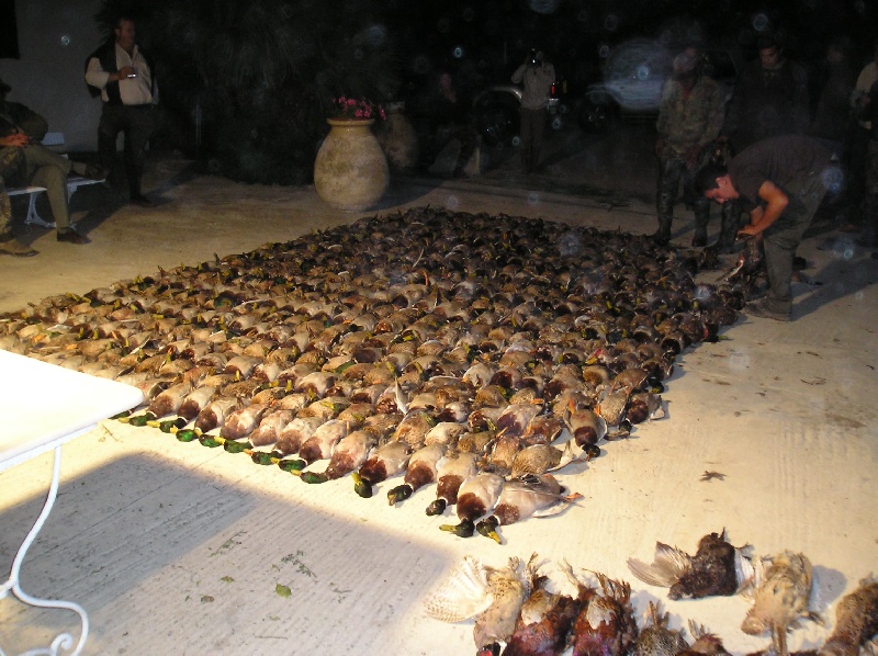 chasse aux canards
