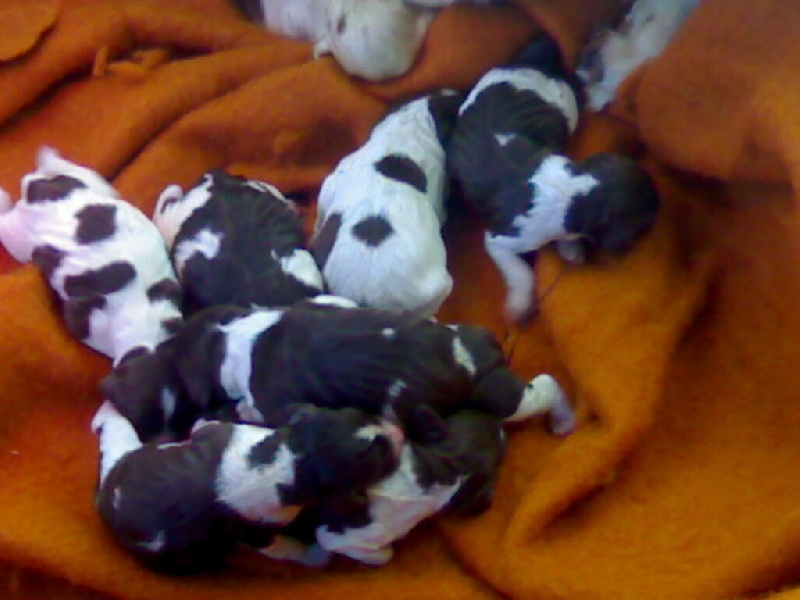 chiots